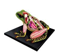 Modelo de anatomía de la rana de la visión 4D, 31 partes desmontables de órganos de rana y modelo de partes del cuerpo, equipo de enseñanza de la clínica médica educativa