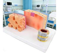 Modelo de anatomía de la tráquea, herramienta educativa para cartílago laríngeo agrandado, pared traqueal detallada para entrenamiento médico e instrucción sanitaria