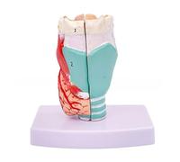 Modelo de anatomía de laringe humana, modelo anatómico de laringe de tamaño real, anatomía de garganta humana desmontable para enfermedades, estudio de garganta