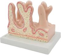 Modelo de anatomía de Las vellosidades intestinales humanas, Material didáctico, Modelo anatómico de Las vellosidades del Colon for el Estudio de Enfermedades, Modelo de órganos anatómicos