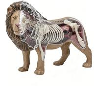 Modelo de anatomía de león 4D - Órganos completamente desmontables y muestra de esqueleto - Modelo anatómico animal biológico for enseñanza veterinaria, clases de biología e investigación