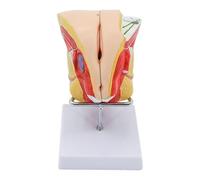 Modelo de anatomía de los genitales Femeninos en tamaño Natural. Sistema Reproductor Femenino. Modelo de anatomía Humana for formación educativa sobre reproducción El Sistema genitourinario