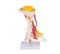 Modelo de anatomía de los músculos cervicales humanos, modelo estructural anatómico de la columna cervical, herramientas de enseñanza para estudiantes y personal médico, alta simulación del cuello