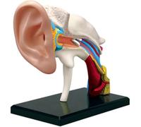 Modelo de anatomía de los órganos del oído Humano 4D (Externo, Medio e Interno) Profesional, agrandado 1,5X, PVC, for Estudio y enseñanza de anatomía y fisiología médica, con Base.