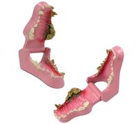 Modelo de Anatomía de Mandíbula y Dientes Caninos, Ejemplar de Estructura Dental de Perro para Enseñanza Veterinaria y Educación Oral de Mascotas