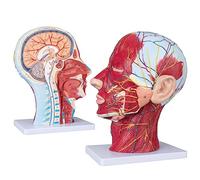 Modelo de anatomía de media cabeza y cuello humano - Modelo neurovascular superficial - Modelo de músculo de la cabeza de la cara - con musculatura 1: 1 Sección media anatómica de tamaño natural
