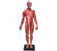 Modelo de anatomía de músculos humanos, anatómico humano de resina masculina, muestra músculos y estructura corporal, for entusiastas del fitness.