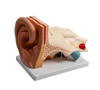 Modelo de anatomía de órganos auditivos humanos ampliados, accesorios de enseñanza, modelo anatómico de oído que muestra la estructura interior exterior y estructura ampliada