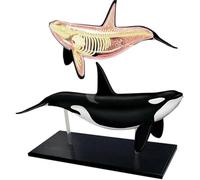 Modelo de anatomía de órganos de ballena 4D, decoración de organismos marinos desmontable de 16 piezas, modelo de anatomía animal for enseñanza e investigación médica en biología.