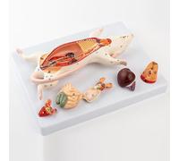 Modelo de anatomía de órganos de ratón, modelo anatómico de estructura de órganos internos de rata de ratón, 6 órganos masculinos y femeninos desmontables son intercambiables, for