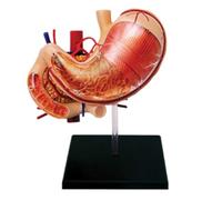 Modelo de anatomía de órganos del estómago, modelo anatómico de órganos humanos - Modelos de ciencia de anatomía humana desmontables de 12 piezas for modelo de formación docente
