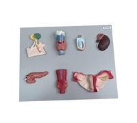 Modelo de anatomía de órganos endocrinos de tamaño natural, completo con pituitaria, tiroides, paratiroides, glándulas suprarrenales, páncreas, ovarios y testículos, ideal for uso docente