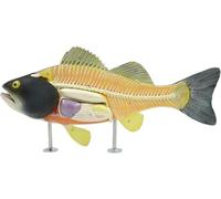 Modelo de anatomía de órganos internos de Perca simulada, Modelo de órganos de Esqueleto de pez con estructuras numeradas, órganos extraíbles, montado en la Base, for exhibición de Estudio.