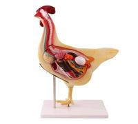 Modelo de Anatomía de Órganos Internos de Pollo Desmontable, Especimen Biológico de Aves de Corral para Enseñanza de Biología y Demostración en Investigación de Laboratorio