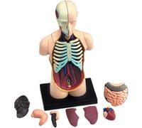 Modelo de anatomía de órganos internos humanos, herramienta de popularización de ciencias, modelo anatómico interno humano, desmontable, 32 piezas, modelo de enseñanza de biología, modelo de enseñanza