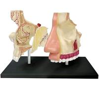 Modelo de anatomía de órganos, Modelo de anatomía Humana, 27 Piezas Desmontables, Modelo anatómico de órganos Humanos, Modelo de enseñanza médica for la Escuela.