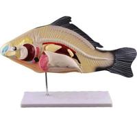Modelo de anatomía de peces, modelo anatómico de disección de peces 3D, órganos internos de animales, modelos de laboratorio extraíbles de 3 partes, for investigación en ciencia animal