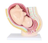 Modelo de anatomía de pelvis durante el embarazo con feto de 9 meses, modelo de útero anatómico desmontable de 40 puntos for la enseñanza de obstetricia. Modelo de órgano