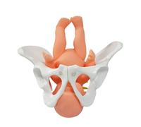 Modelo de anatomía de pelvis femenina móvil Modelo de esqueleto reproductor femenino de PVC pequeño para educación en obstetricia y ginecología Anatomía de la pelvis