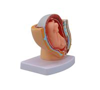 Modelo de anatomía de pelvis femenina y bebé a término Modelo anatómico de desarrollo fetal de embarazo para entrenamiento clínico Pélvica femenina con feto a término
