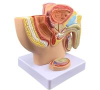 Modelo de anatomía de pelvis masculina, modelo de enseñanza anatómica 1:2 for estudio y educación en el aula, ayuda for la enseñanza de anatomía humana
