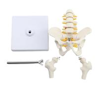 Modelo de anatomía de pelvis y vértebras lumbares, columna vertebral humana flexible con cabeza de fémur extraíble para estudio médico y educación científica