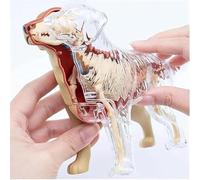 Modelo de anatomía de perro Golden Retriever 4D, modelo de esqueleto de órgano de perro, simulación semitransparente, 30 órganos y cuerpo desmontables, for enseñanza médica de biología