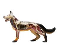 Modelo de Anatomía de Perro Lobo Desmontable de 29 Piezas, Modelo de Esqueleto y Órganos Caninos para Enseñanza Veterinaria y Educación en Ciencias Biológicas