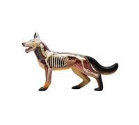 Modelo de anatomía de perro lobo, modelo de anatomía animal, esqueleto 4D, esqueleto de perro anatómico desmontable, órganos, partes del cuerpo para educación médica, ayuda de entrenamiento, descubrim