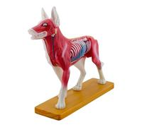 Modelo de anatomía de perro, modelo acupunturado canino, ayuda de enseñanza, suministros escolares acupunturados, entrenamiento anatómico de animales