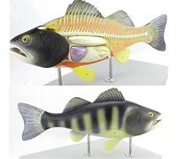 Modelo de anatomía de pez perca, modelos de esqueleto de pez, órganos internos desmontables con estructuras numeradas for exhibición de enseñanza veterinaria.