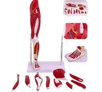Modelo de anatomía de pierna humana - 13 piezas desmontables, estructuras numeradas para mostrar los músculos principales, herramienta educativa, 50 x 29 x 16 cm