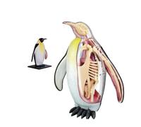 Modelo de anatomía de pingüino 4D - 28 órganos desmontables y muestra de esqueleto - Modelo anatómico animal biológico for enseñanza veterinaria, clase de biología e investigación científica