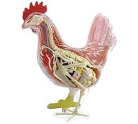 Modelo de anatomía de pollo, 32 piezas desmontables, modelo educativo de enseñanza con soporte y guía ilustrada, ayuda anatómica para la ciencia animal