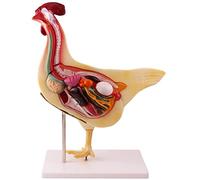 Modelo De Anatomía De Pollo, Modelo Anatómico De Pollo, Modelo De Anatomía Animal - Modelo De Anatomía De Órganos De Pollo Desmontable - Modelo De Estudio, Exhibición, Enseñanza, Rompecabezas 3D, Jug