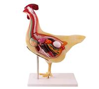 Modelo de anatomía de pollo, modelo de órgano extraíble para estudio y enseñanza, material de PVC, ideal para exhibición y uso educativo