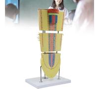 Modelo de anatomía de raíz de dicotiledónea con aumento de 400X, simulador realista de la estructura celular vegetal para la educación en biología, material didáctico botánico para escuelas