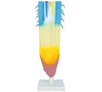 Modelo de anatomía de raíz de plantas, modelo realista de PVC anatómico de raíz de plantas para enseñanza, demostración y educación científica, modelo de exhibición de aulas de ciencias