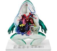 Modelo de anatomía de rana, modelo de investigación de biología de órganos internos de rana extraíble, con signos digitales, herramienta de enseñanza de órganos de esqueleto animal, for