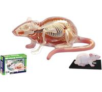 Modelo de anatomía de rata, modelo médico anatómico 4D, modelos de anatomía de estructura de órganos internos animales, 29 órganos y partes del cuerpo desmontables, for enseñanza