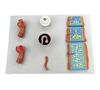 Modelo De Anatomía De Taenia Asginata - Modelo Anatómico De Taenia Solium Modelo De Enseñanza De Microbiología De Parásitos - para Diaplay De Estudio Modelo De Enseñanza Médica,A