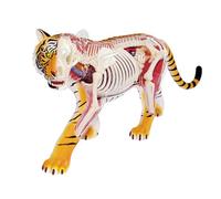 Modelo de anatomía de Tigre 4D, Modelo de anatomía de Esqueleto Animal, Material didáctico médico, Equipo Educativo con 28 órganos y Partes del Cuerpo Totalmente Desmontables