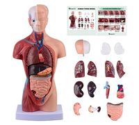 Modelo de anatomía de torso humano, 15 piezas, desmontable, 28 cm, con corazón, cráneo, cerebro, tronco, ideal para estudiantes de medicina, profesores y ciencia infantil