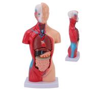 Modelo de anatomía de Torso Humano, Cuerpo Humano Pintado, con órganos Removibles, corazón, visceral, Cerebro, 28 cm para el Aprendizaje de Ciencias de los Estudiantes, exhibición
