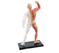 Modelo de anatomía de torso humano de 18 cm con 46 piezas extraíbles, modelo de esqueleto humano muscular for que los estudiantes de medicina aprendan sobre el esqueleto. moldes de enseñanza