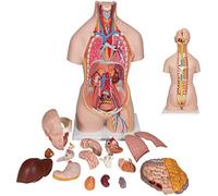 Modelo de anatomía de torso humano de 85 cm con 40 órganos extraíbles para enseñanza y aprendizaje médico