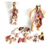 Modelo de anatomía de torso humano extraíble de 55 cm, 19 piezas que incluyen cabeza, cerebro, cráneo, corazón, hígado y pulmones for que los estudiantes aprendan y muestren.
