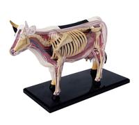 Modelo de anatomía de vaca 4D: biología desmontable