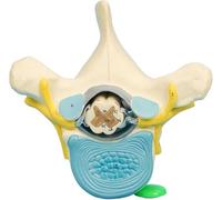 Modelo de anatomía de vértebras torácicas y médula espinal, ayuda de formación médica educativa para enseñanza escolar y estudio