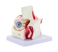 Modelo De Anatomía Del 6 Veces Órganos Del Globo Ocular Extraíbles Accesorio De Enseñanza Humano